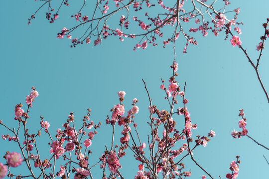 Plum blossoms framing blue sky, spring banner background