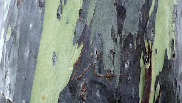 Eucalyptus tree bark, Eucalyptus Tree Bark Texture Close Up, Peeling Natural Wood Background, beautiful natural pattern with colorful spots. Macro photo, nature design background, eco-friendly natural