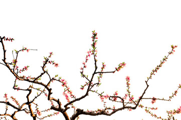 Beautiful peach blossom