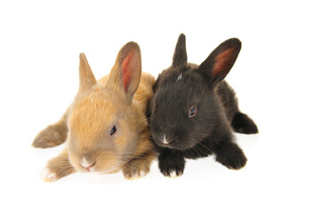 Obraz premium The rabbit in a white background