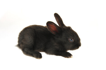 Obraz premium The rabbit in a white background