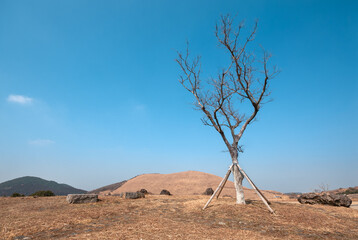새별오름과 나무