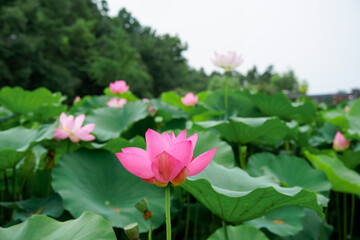 Fototapeta premium Pink Lotus Flowers Blooming in Pond with Green Foliage