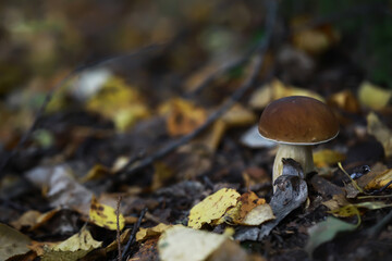 Wild Mushroom Among Autumn Leaves in a Forest Setting Captured in Soft Focus