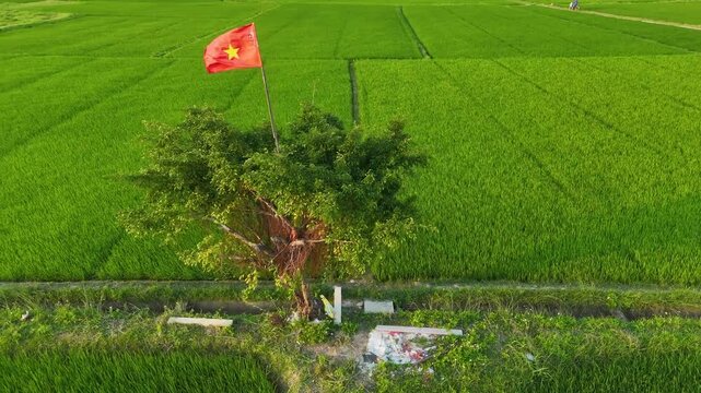 Emerald Rice Fields of Hoi An