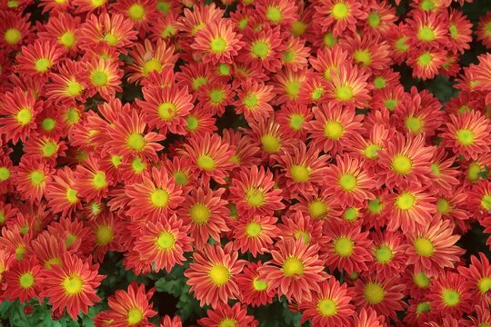 Chrysanthemum Orange flower or Jamanthi flower in the background