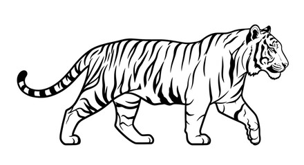 Fototapeta premium Graphic black and white tiger walking illustration.