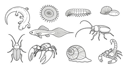 Line Art Illustrations of Diverse Animals and Insects © Benu