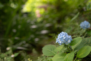 アジサイをマクロレンズで撮影	