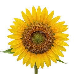 Naklejka premium A close-up view of a vibrant sunflower with a bright yellow center and green leaves. isolated on transparent background
