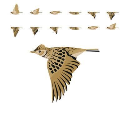 Eurasian Skylark Bird Flying Animation Sequence Cartoon Vector