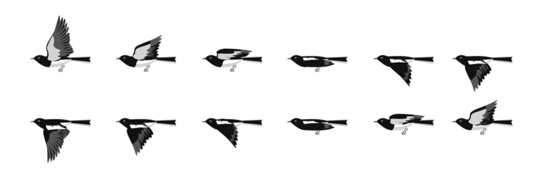 Oriental Magpie-Robin Bird Flying Animation Sequence Cartoon Vector
