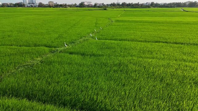 Emerald Rice Fields of Hoi An