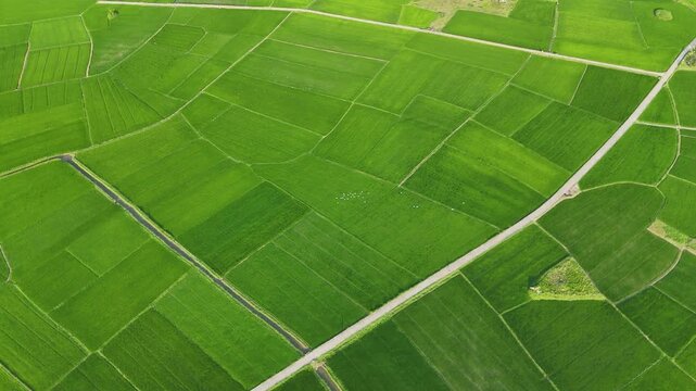 Emerald Rice Fields of Hoi An
