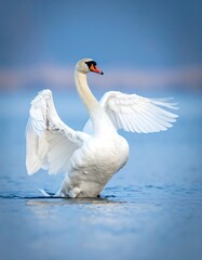Obraz premium A white swan standing in water with wings spread