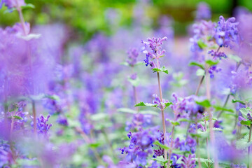 Blooming purple mint, Nepeta Cataria, in summer garden	
