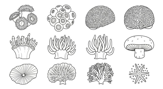Collection of marine invertebrates and ocean organisms in line art style