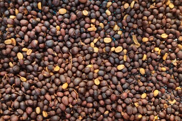 Coffee beans drying in the sun