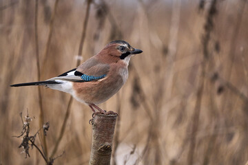 Sójka, ptak z rodziny krukowatych, charakterystyczne upierzenie, błękitne, prążkowane pióra na skrzydłach © Zbigniew