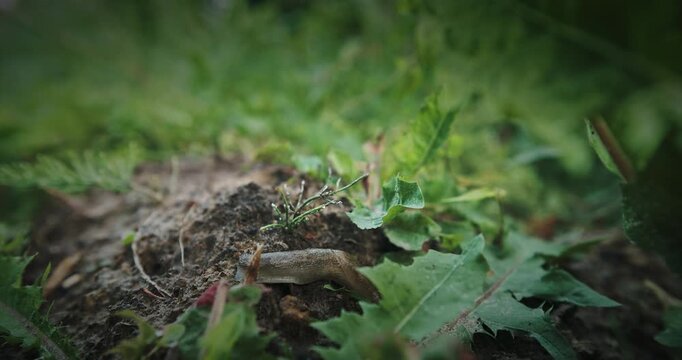 Deroceras agreste is a species of air-breathing land slug in the family Agriolimacidae.