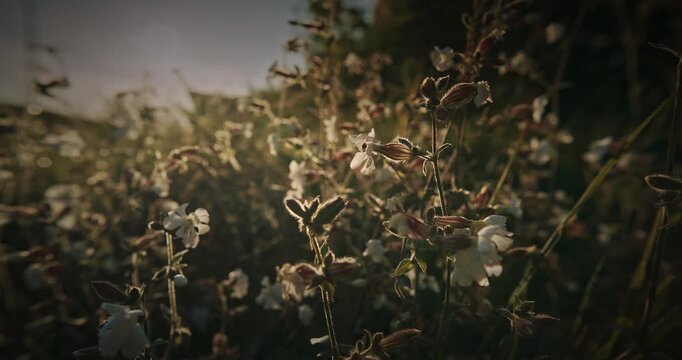 Silene Latifolia Subsp. Alba. Formerly Melandrium Album. White Campion Is A Dioecious Flowering Plant In The Family Caryophyllaceae