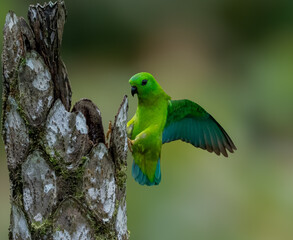 Emerald Green Parrot Clinging to Tree Bark &ndash; Detailed Close-Up