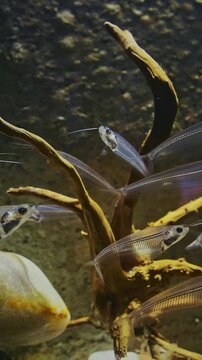Many Catfishes Float In Aquarium. Kryptopterus Vitreolus Known Commonly As Glass Cat, Ghost Catfish Or Phantom Catfish. Glass Catfish Are Endemic To Thailand. Catfish In Zoo Aquarium
