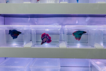 Vibrant exotic Betta fish swimming in individual clear plastic tanks on illuminated shelves