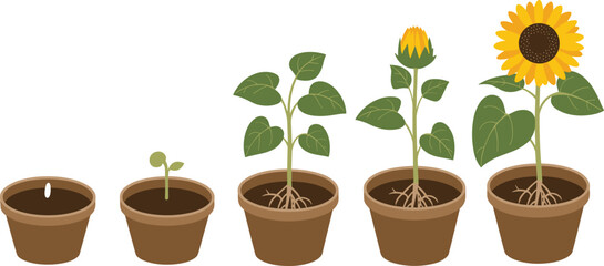 Illustration of sunflower plant growth stages in pots from seed to sprout, leaves, bud, and full bloom for gardening, biology, and educational themes © Shirina