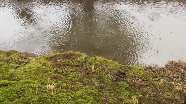 Spring Raindrops on Water with Tree Reflection and Reviving Moss