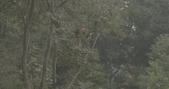 Ungraded C LOG 2, Agile Red Panda Panda Climbs Tree. Ailurus Fulgens Or Lesser Panda Is Small Mammal Native To The Eastern Himalayas And Southwestern China. Red Pandas Are Also Symbol Of Goodness And
