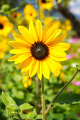 Fototapeta premium Sunflower, Sunflower garden flower, Sunflower blossom