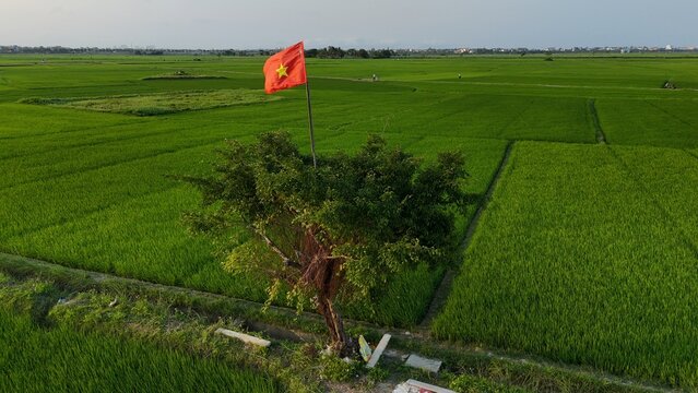 Emerald Rice Fields of Hoi An