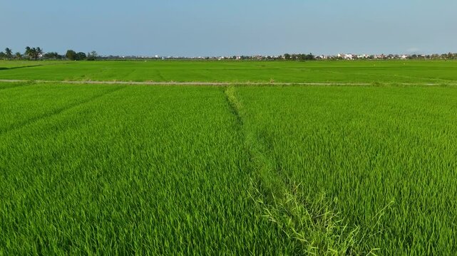Emerald Rice Fields of Hoi An
