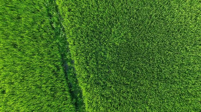 Emerald Rice Fields of Hoi An