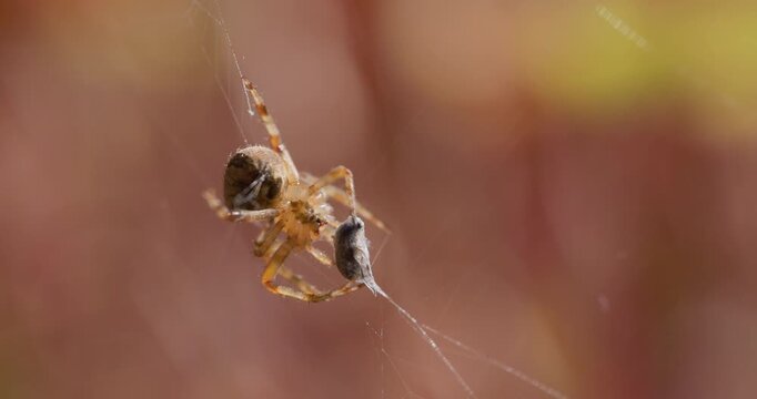 Spider wraps prey in silk during a golden morning; detailed predatory behaviour macro action