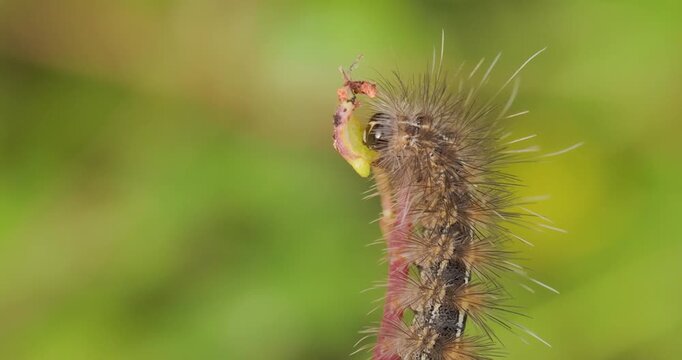 Fuzzy Hairy moth caterpillar eating a leaf in morning sun; macro of brown larval stage feeding behaviour.