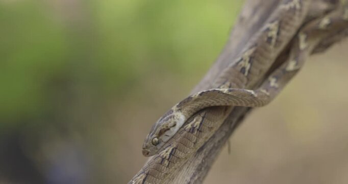 Common Cat Snake in defensive strike pose, tongue flicking and eyes focused; intense wild macro