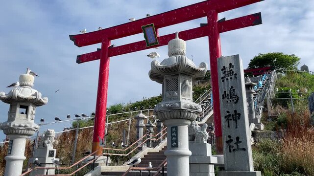 蕪島神社のウミネコ（青森県八戸市）