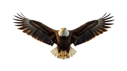 Obraz premium Majestic bald eagle soaring overhead with outstretched wings white background realistic depiction