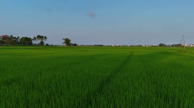 Emerald Rice Fields of Hoi An