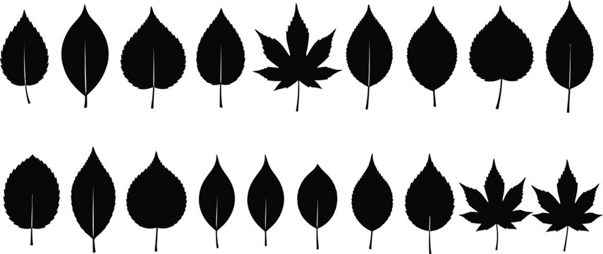 Collection of black leaf silhouettes on white background