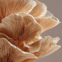 Close-up of layered mushroom gills, with intricate textures and soft lighting