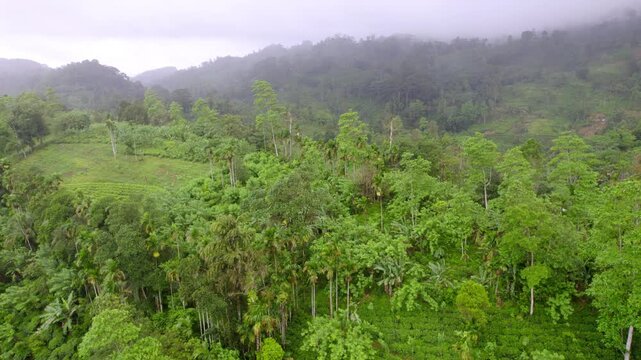 Misty rainforest hills of Sinharaja covered in vibrant greenery.