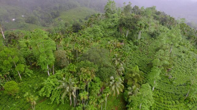 Dense tropical canopy of Sinharaja thriving in rich biodiversity.