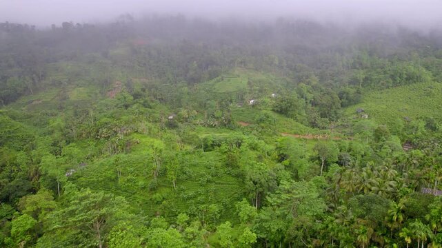 Lush Sinharaja forest blanketed by low clouds and tropical haze.