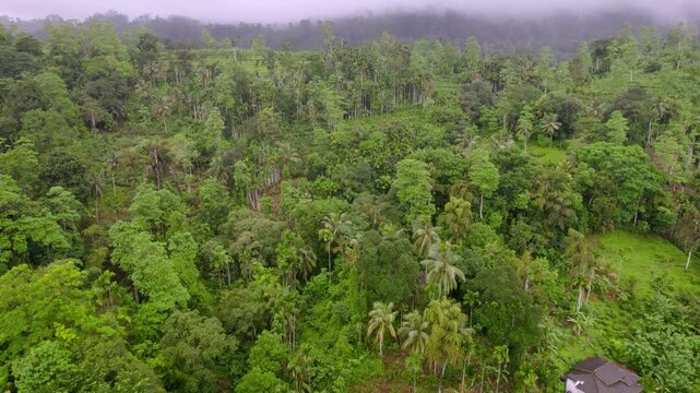 Vast Sinharaja jungle stretching across rolling tropical terrain.