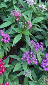 Vertical video of Pentas lanceolata flowers with red star petals in garden
