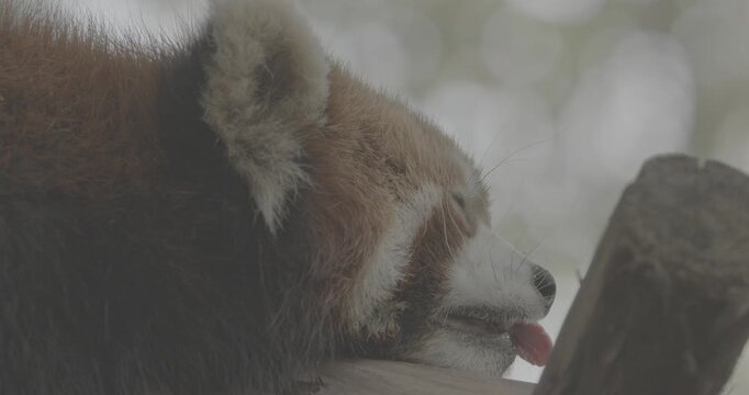 Ungraded C LOG 2, Cute Red Panda Face Close-up View. Red Panda Sleep And Sticks Out Tongue. Ailurus Fulgens Or Lesser Panda Is Small Mammal Native To The Eastern Himalayas And Southwestern China. Red