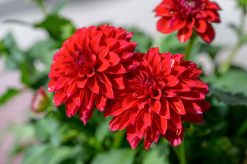 close up of Dahlia Assorted, red flowers green leaf in summer